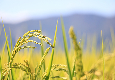 こだわりの自家製米